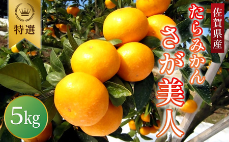 O-95 たらみかん「さが美人」5kg　 太良町 さが 佐賀 温州みかん みかん ミカン さが美人 ブランドみかん 甘いみかん JA ジューシー 柑橘 マルチ栽培 甘い 贈り物 贈答