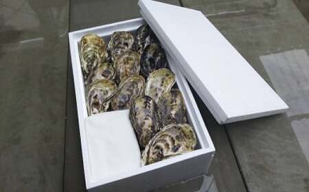 海男の殻付き牡蠣　４０個