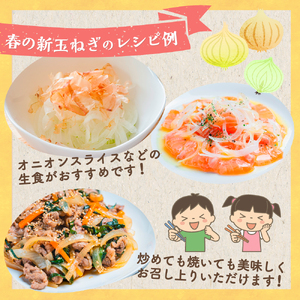 【訳あり】牟田農園の春の新玉ねぎ10kg （M～L） 【2026年4月上旬～6月上旬迄順次発送予定】 たまねぎ タマネギ 野菜 新玉ねぎ 玉ねぎ 佐賀県 太良町 農家直送 L151