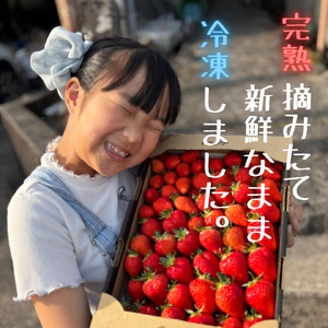 訳あり！太良町産「ゆめのか」冷凍いちご500ｇ×２袋 佐賀県 太良町 MA15