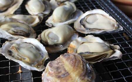 海男の殻付き牡蠣 20個