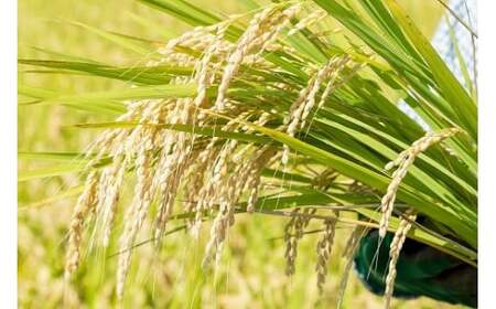 佐賀県太良町産?牟田農園のさがびより(5kg×2袋)<玄米> 米 さがびより 牟田農園 佐賀県 太良町 P123