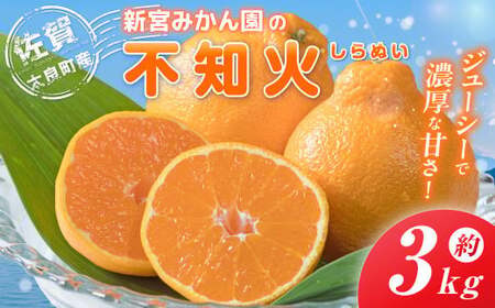 新宮みかん園の不知火 L～3Lサイズ 約3㎏ 【2026年4月上旬～6月上旬発送予定】 みかん ミカン 蜜柑 不知火みかん しらぬい デコポン でこぽん 温州みかん 完熟みかん 国産 佐賀県産 太良町 期間限定 詰め合わせ L58x1
