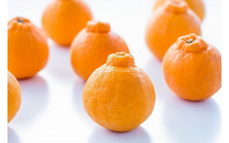 辰見農園の春待ち 「しらぬひ」 5kg 【2026年2月下旬～4月下旬発送予定】 N108x1