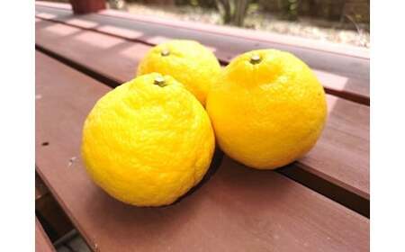 山本農園のはるか 4.5kg 【2026年1月下旬～4月下旬発送予定】 山本農園 日向夏 みかん 蜜柑 ミカン フルーツ くだもの 果物 ミネラル豊富 太良町 国産 贈答用 お中元 お歳暮 佐賀県 太良町 L67x1