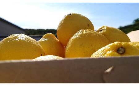 山本農園のはるか 4.5kg 【2026年1月下旬～4月下旬発送予定】 山本農園 日向夏 みかん 蜜柑 ミカン フルーツ くだもの 果物 ミネラル豊富 太良町 国産 贈答用 お中元 お歳暮 佐賀県 太良町 L67x1