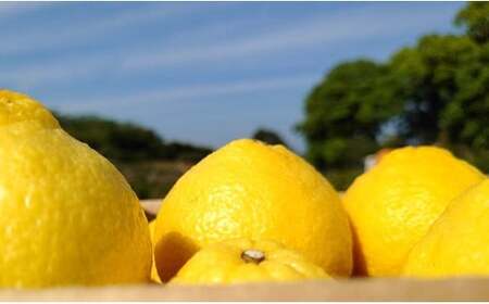 山本農園のはるか 4.5kg 【2026年1月下旬～4月下旬発送予定】 山本農園 日向夏 みかん 蜜柑 ミカン フルーツ くだもの 果物 ミネラル豊富 太良町 国産 贈答用 お中元 お歳暮 佐賀県 太良町 L67x1