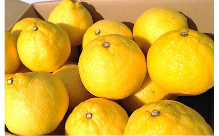 山本農園のはるか 4.5kg 【2026年1月下旬～4月下旬発送予定】 山本農園 日向夏 みかん 蜜柑 ミカン フルーツ くだもの 果物 ミネラル豊富 太良町 国産 贈答用 お中元 お歳暮 佐賀県 太良町 L67x1