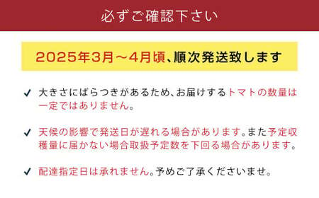 【数量限定 先行予約】たかしまフルーティトマト 糖度10度以上 「ハートの女王」1kg箱 2025年3月頃から4月頃にかけて順次発送