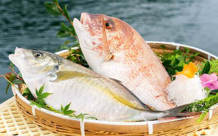 長﨑・戸石産 ゆうこうシマアジ と 真鯛 の 漬け丼 セット ／ 出汁付き タイ まだい 鯵 あじ 魚 フルーツ魚 魚介 海鮮 詰め合わせ 丼 長崎県 長崎市