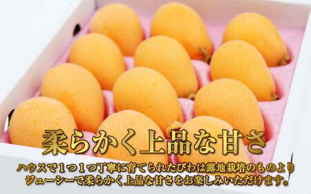 長崎 高級 ハウス びわ 化粧箱入り 500g 枇杷 ギフト 贈答用 果物 フルーツ くだもの 【2025年4月上旬から下旬発送予定】