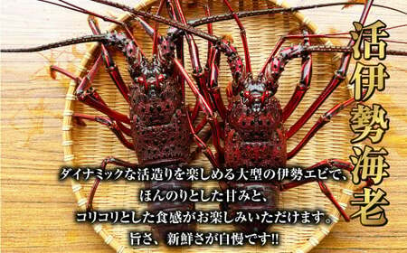 活 伊勢海老 (イセエビ)  大型 2～3尾入り 1.5kg 伊勢エビ エビ 海老 新鮮 【2024年9月下旬発送開始予定】