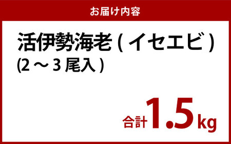 活 伊勢海老 (イセエビ)  大型 2～3尾入り 1.5kg 伊勢エビ エビ 海老 新鮮 【2024年9月下旬発送開始予定】