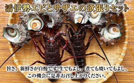 活伊勢海老（イセエビ）0.5kg・活サザエ1.5kg 伊勢海老 エビ サザエ セット 刺身 つぼ焼き 伊勢エビ 旨味 凝縮 生食 新鮮 活締め【2024年9月下旬-2025年5月下旬発送予定】