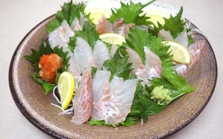 長崎の森で育てた『幻のクエ』【ハーフセット】 刺身用 2〜3人前・鍋用 2~3人前(1kg~2kg前後)/ 海鮮 魚介類 クエ 刺身 鍋 高級魚 長崎産