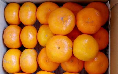 長崎県産 早生温州みかん 3S～Sサイズ 5kg 小みかん ／ 果物 フルーツ 柑橘 蜜柑 ミカン 温州みかん 早生 小 Sサイズ 国産 大将農園 長崎県 長崎市 【2025年11月下旬～12月下旬迄発送予定】