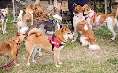 【11月下旬～1月上旬発送】温州みかん「原口早生」M～Lサイズ 5kg ／ 果物 フルーツ 柑橘 蜜柑 ミカン 温州みかん 早生 原口 国産 大将農園 長崎県 長崎市