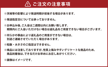 長崎県産いちご ゆめの香 大粒 約1kg（250g×2パック入×2箱）いちご 苺 イチゴ 冷蔵 果物 フルーツ 果実 【2024年11月下旬-2025年5月下旬発送予定】