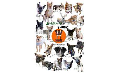 大将さん家の「甘熟せとか」8～12玉 ( 2L～3Lサイズ ) 【2025年3月上旬-4月上旬発送予定】  ／ フルーツ 果物 くだもの ミカン みかん 柑橘 長崎県産 国産 長崎県 長崎市