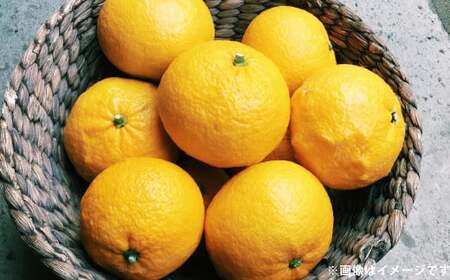 甘夏 約5kg みかん ミカン 蜜柑 果物 フルーツ 甘夏 【2026年4月上旬～5月上旬発送予定】