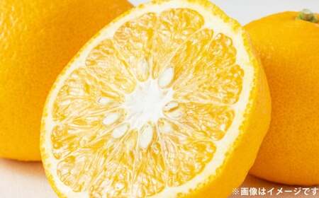 甘夏 約5kg みかん ミカン 蜜柑 果物 フルーツ 甘夏 【2026年4月上旬～5月上旬発送予定】