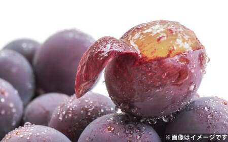 ハウス巨峰 1.2kg（300g×4パック） ブドウ 葡萄 巨峰 果物 くだもの フルーツ 果実 デザート  【2026年7月下旬～9月上旬発送予定】