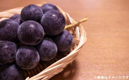 ハウス巨峰 1.2kg（300g×4パック） ブドウ 葡萄 巨峰 果物 くだもの フルーツ 果実 デザート  【2026年7月下旬～9月上旬発送予定】