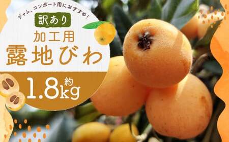 【訳あり】 選果落ち 加工用 露地びわ 約1.8kg ／ ジャム用 コンポート用 びわ ビワ ご家庭用 初夏 国産 長崎市産 長崎県産 九州産 【2025年5月下旬-2025年6月下旬迄発送予定】