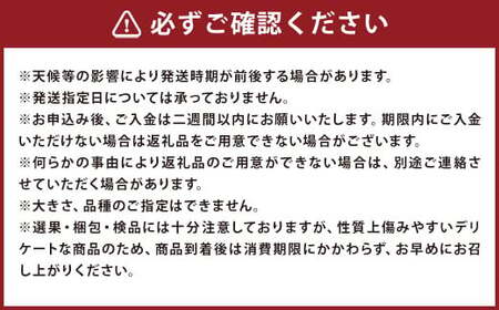 【訳あり】 選果落ち 加工用 露地びわ 約1.8kg ／ ジャム用 コンポート用 びわ ビワ ご家庭用 初夏 国産 長崎市産 長崎県産 九州産 【2025年5月下旬-2025年6月下旬迄発送予定】
