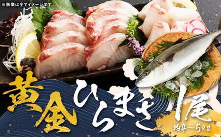 【指定日必須】 黄金ひらまさ ( 養殖ひらまさ・1尾 約4kg～5kg ) ／ ヒラス 平政 お刺身 刺し身 刺身 お魚 魚 鮮魚 魚介類 養殖 冷蔵 長崎県 長崎市