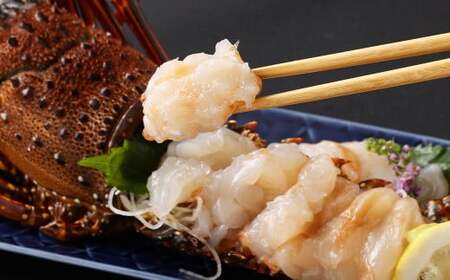 【指定日必須】 長崎の海で獲れた『天然伊勢海老』 約500g ／ 魚 魚介類 天然 伊勢海老 伊勢エビ イセエビ 海老 お刺身 湯引き 冷蔵  【2025年9月13日～10月14日迄発送予定】 