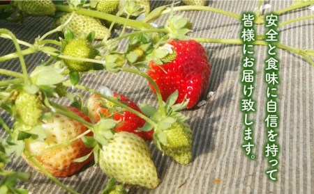 長崎県産 冷凍 イチゴ ゆめの香 たっぷり2キロ（500g×4袋）冷凍フルーツ 長崎市/和農園[LGJ004]