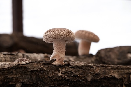 Y-1501 原木しいたけ栽培 ほだ木(2本)