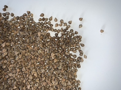 A-2401 新得そばの実 3㎏