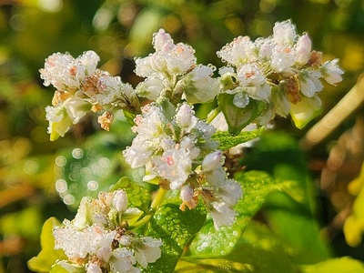 O-5001 原氣蕎麦 十割乾麺 20袋