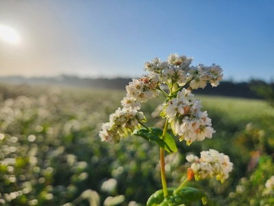 O-5001 原氣蕎麦 十割乾麺 20袋
