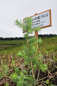 AB-2003 新得町有林の植林オーナー　苗木200本分