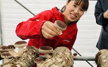 AL-3401 原木シイタケの菌打ち体験＆自分で菌打ちしたホダ木お持ち帰り