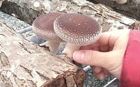AL-3401 原木シイタケの菌打ち体験＆自分で菌打ちしたホダ木お持ち帰り