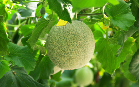 【5月以降順次発送】青空メロン 十勝雪どけの女王 1玉（3L 糖度14以上） | 友夢牧場[BNBM001]