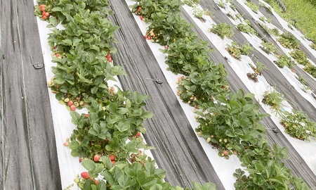 有機ＪＡＳ認証　有機露地栽培冷凍いちご