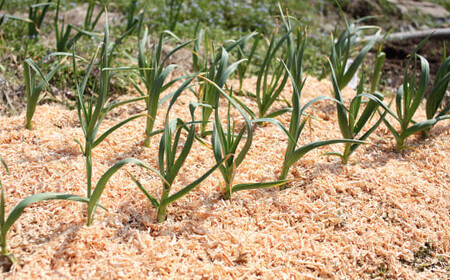 長崎ひのきでつくったウッドチップ大容量(30L) / ひのき 人気 檜