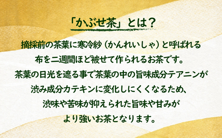世知原茶 青々しい薫りと旨みの上かぶせ 【6回定期便】