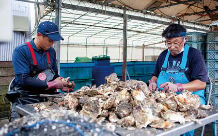 【冬が旬！小粒でぷりぷり】九十九島殻付かき 1.5kg (18~24個) 生食可 レモン ナイフ 軍手 説明書付き 出荷前にUV殺菌済み 週に1度ノロウイルスの検査および菌検査を実施【マルモ水産】牡蠣 おすすめ牡蠣 高評価牡蠣 人気牡蠣 牡蠣 小粒牡蠣 肉厚牡蠣 プリプリ牡蠣 ぷりぷり牡蠣 ジューシー牡蠣 ふっくら牡蠣 クリーミー牡蠣 牡蠣セット 生食可牡蠣 酒蒸し牡蠣 牡蠣フライ 冷蔵牡蠣 ギフト牡蠣 極上牡蠣 大容量牡蠣 贈答牡蠣 お中元牡蠣 お歳暮牡蠣