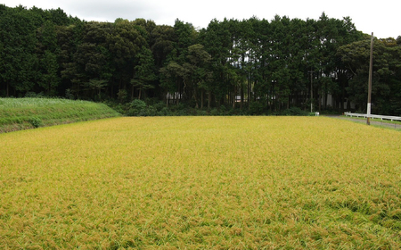 佐世保の棚田米（なつほのか）5kg