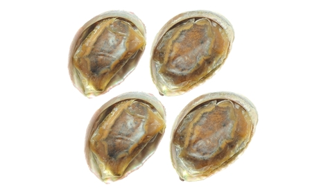 天然黒あわびのクエだし柔らか煮(中)4枚セット