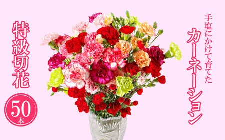 【毎月定期便(全3回)】 カーネーション 産地直送 高級 生花 切花 50本 茎丈 65cm ギフト プレゼント 【西九州させぼ地域商社 & 黒髪カーネーション】母の日ギフト 母の日プレゼント