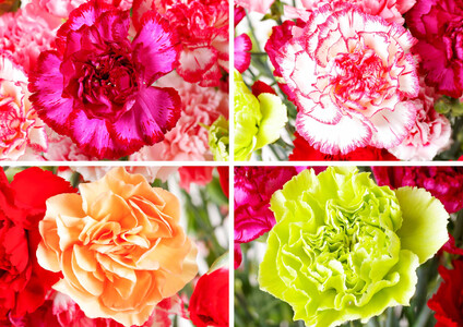 【毎月定期便(全3回)】 カーネーション 産地直送 高級 生花 切花 50本 茎丈 65cm ギフト プレゼント 【西九州させぼ地域商社 & 黒髪カーネーション】母の日ギフト 母の日プレゼント