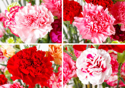 【毎月定期便(全3回)】 カーネーション 産地直送 高級 生花 切花 50本 茎丈 65cm ギフト プレゼント 【西九州させぼ地域商社 & 黒髪カーネーション】母の日ギフト 母の日プレゼント