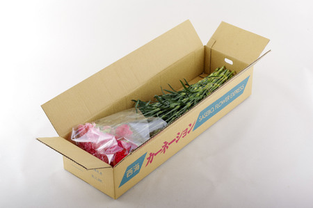 【毎月定期便(全3回)】 カーネーション 産地直送 高級 生花 切花 50本 茎丈 65cm ギフト プレゼント 【西九州させぼ地域商社 & 黒髪カーネーション】母の日ギフト 母の日プレゼント